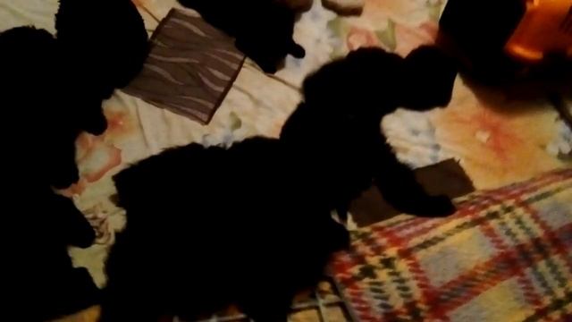 п-к Роман-Кош. Малыши на выход.. помет-Х. пора по домам ;)) 15 марта. помет Цирцеи и АР Зигзаг Удач смотреть онлайн