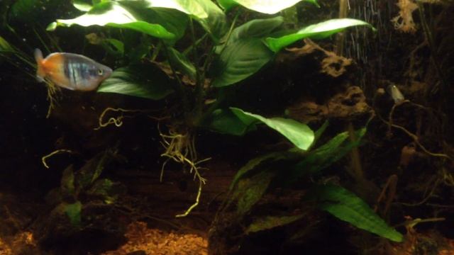 Priapella olmecae aka Olmec priapella смотреть онлайн