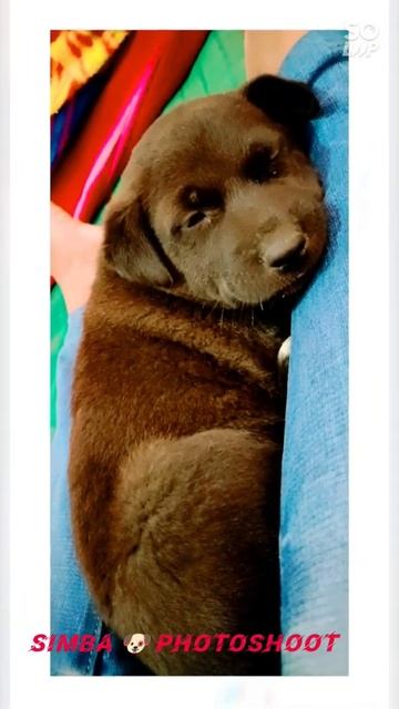 Simba photography 🐕🐶🥰❤️❤️#shorts #animallover #doglover #uttarpradesh #Etah смотреть онлайн
