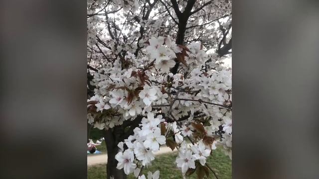 (02) Indahnya Negri Sakura(hanami)