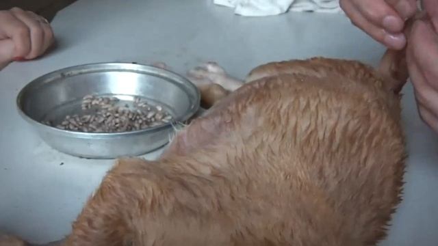The Truth About Mango Worms in Dogs An Animal Rescue Documentary смотреть онлайн