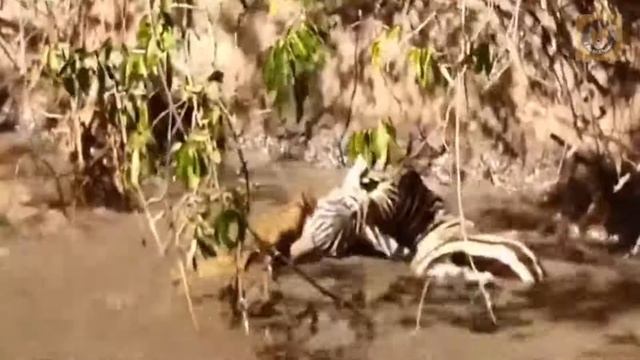 Best Crocodile Attack 🦓 Zebra And An Other Animals 😲 смотреть онлайн