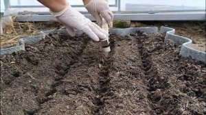 Посев редиса в теплице