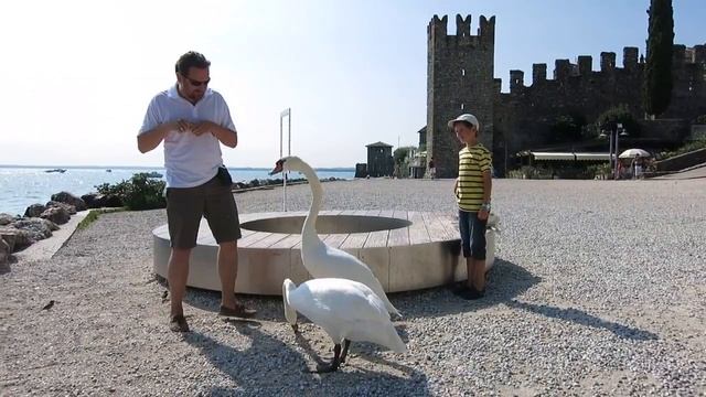 Кормим лебедей смотреть онлайн