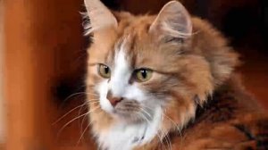 Сериал Акварели - 11 серия