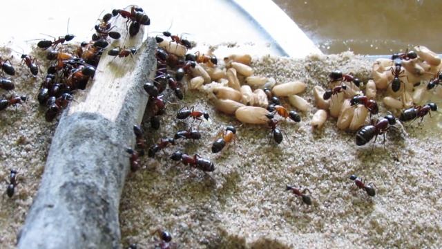 Camponotus ligniperda смотреть онлайн