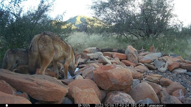 Arizona Trail Camera October 2022 смотреть онлайн