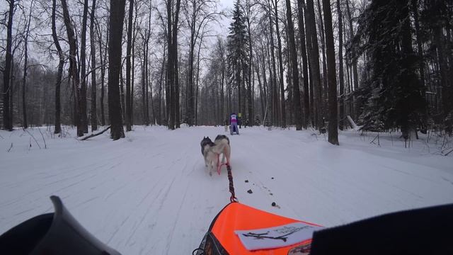 упряжка-2025-02-15-йошка-денис