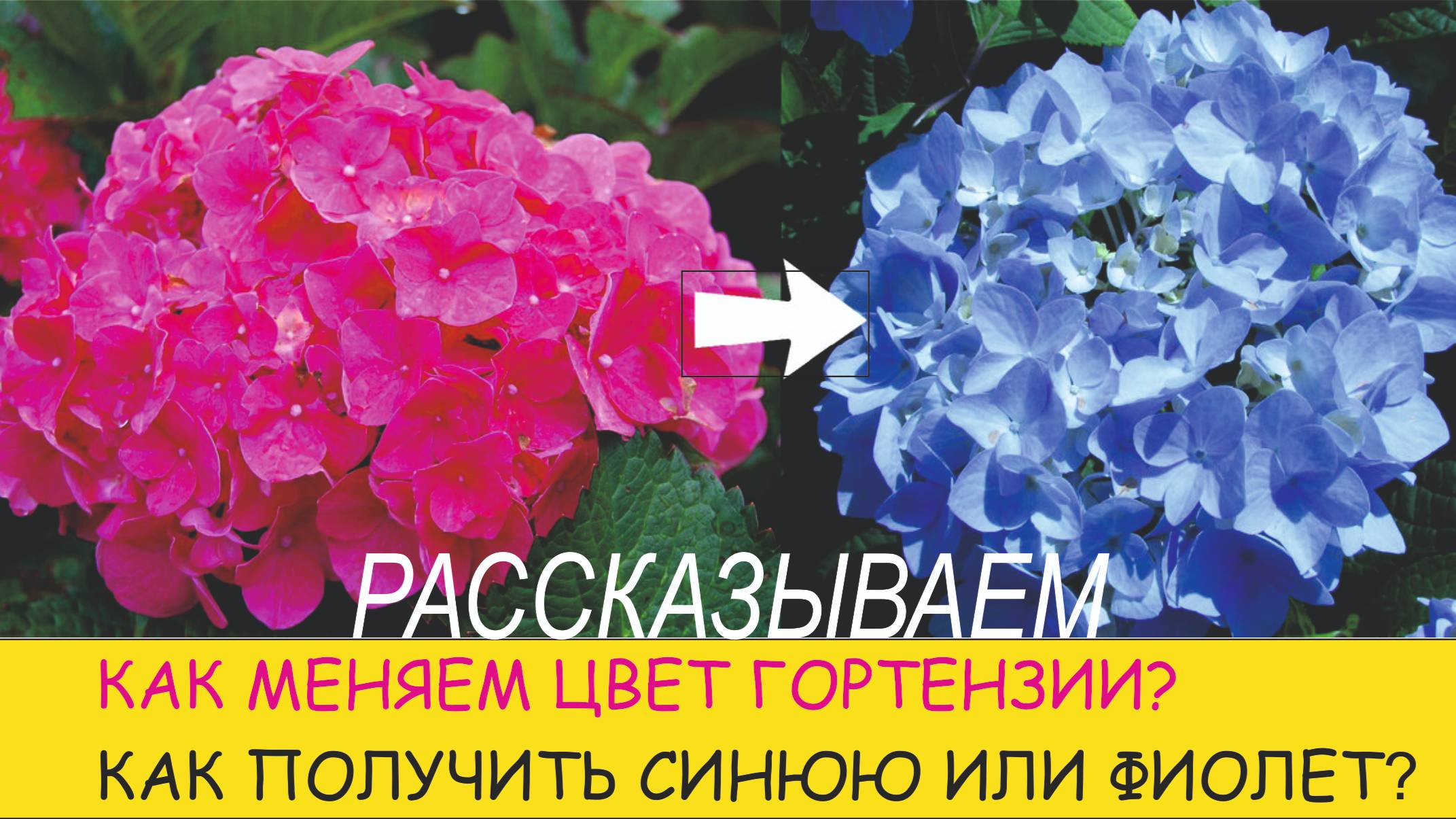 Несколько советов по окрашиванию и изменению цвета гортензии смотреть онлайн