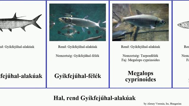 Hal, rend Gyíkfejűhal-alakúak fish tarpon Tarponfélék Pajzsos North Atlanti cyprinoides Megalops смотреть онлайн