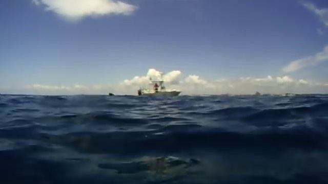 Whale Sharks of Grayton Beach смотреть онлайн
