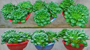 Не нужен огород, как я выращиваю листовую капусту не тратя денег