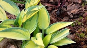 Хоста Джун (June) в мае, окрас на солнце