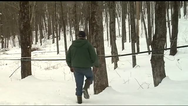 Maple syrup season is less than two weeks away смотреть онлайн