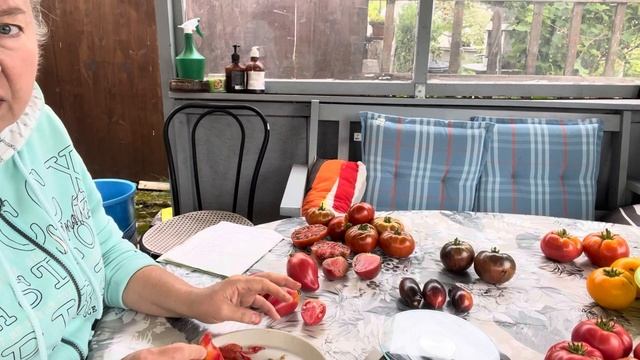 ОБЗОР ТОМАТНЫХ🍅ГНОМОВ🍅👩🌾7.08.2023 смотреть онлайн