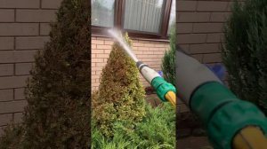 ель Дейзи вайт после зимы ..