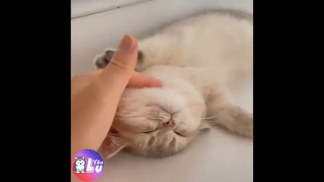 Смешные животные 😍 Восхитительные коты и собаки 2023 ##3 смотреть онлайн