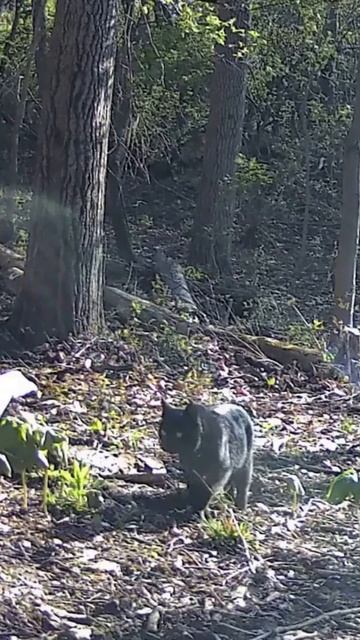 A big black cat in the woods! смотреть онлайн