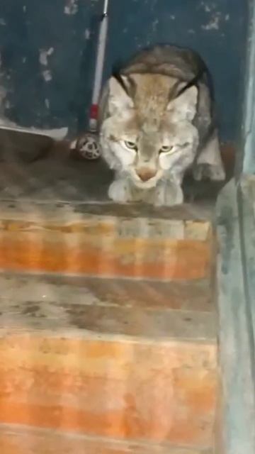 В России рысь зашла в подъезд и всех испугала смотреть онлайн