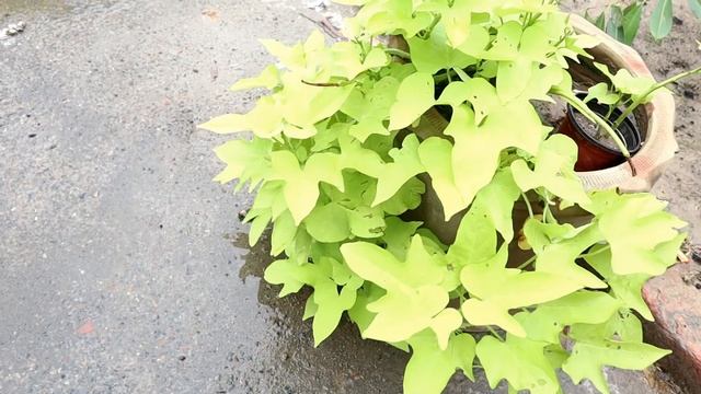 190-MY SWEET POTATO VINE смотреть онлайн