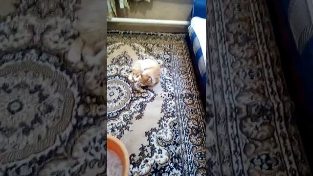 Кошка Лиса любит чистоту смотреть онлайн