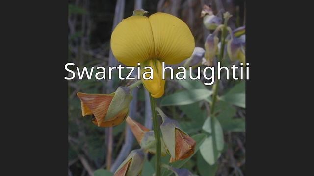 Swartzia haughtii смотреть онлайн