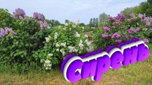 Сирень. Музыка С.Чекалина  Lilac. Music by S. Chekalin