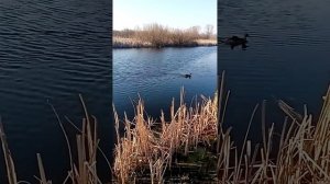 Отпускаю подсадную утку на волю