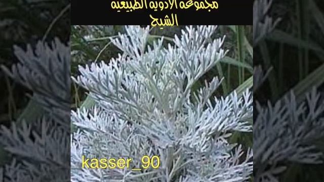 علاج الصفور بالشيح смотреть онлайн