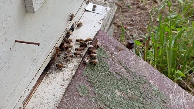А говорят если холодные ночи, то акация и гледичия не выделяют нектар 😁 смотреть онлайн