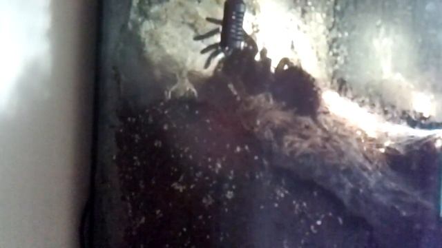theraphosa blondi stirmi смотреть онлайн
