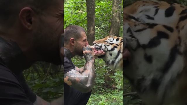 ALEX TERRIBLE 🐻 X MIHAIL TIGER  🐯