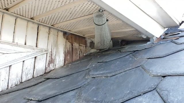 Prevent Bats from Entering Your Home смотреть онлайн