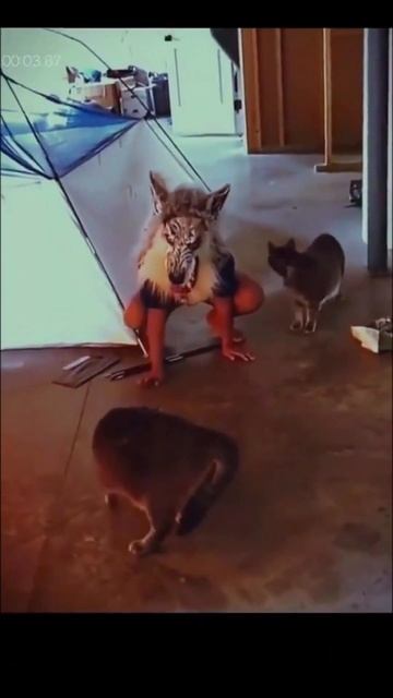 С котами шутки плохи 😂 смотреть онлайн