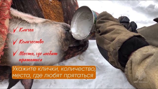 Безопасность домашних животных при пожаре смотреть онлайн