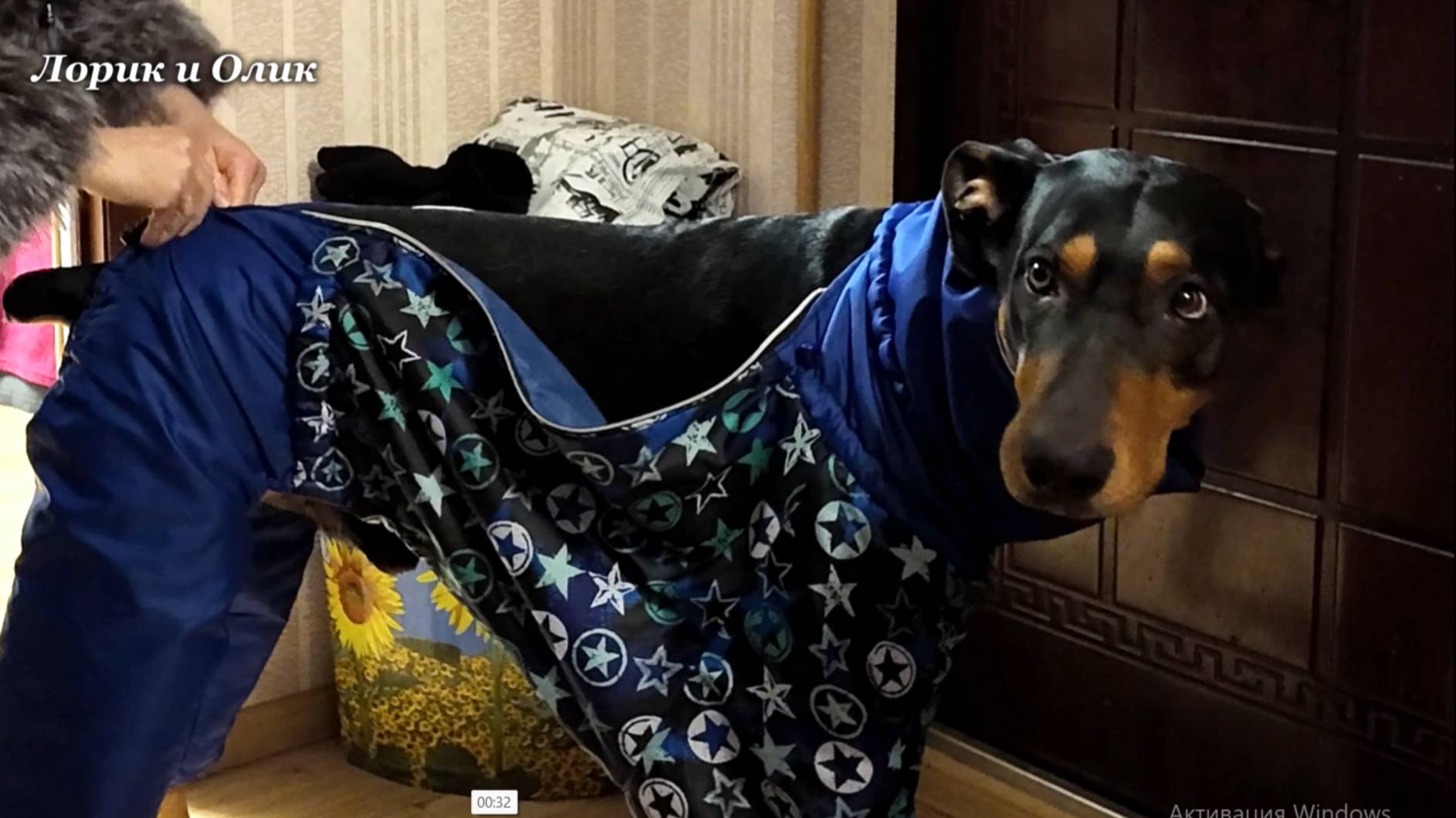 Утро доберманчика Лорика и его Олика. смотреть онлайн