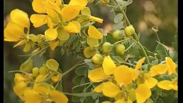 Medicinal plants of Indian Desert part - 1 (CH-03) смотреть онлайн