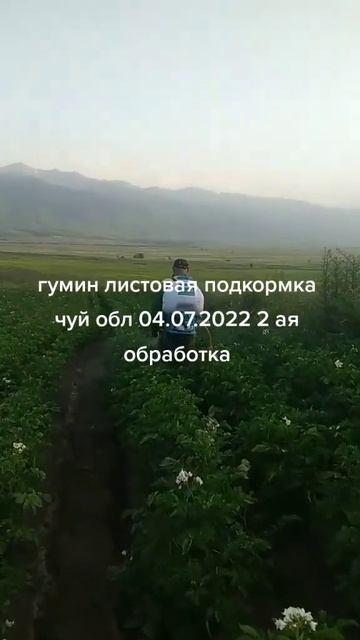 Листова подкормка Гумином картофеля в ручную. смотреть онлайн