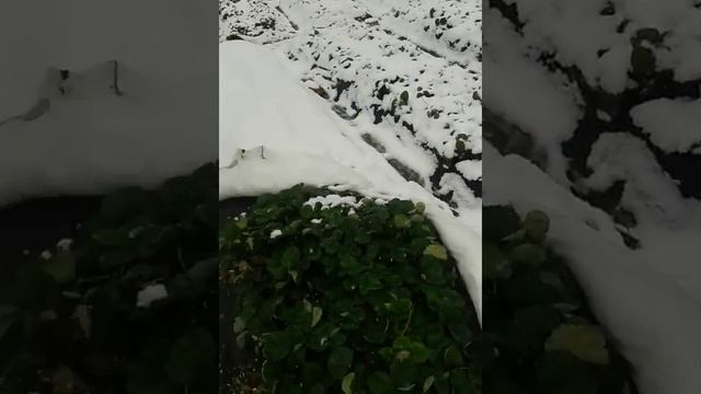 Клубника Елизавета, г. Артем смотреть онлайн