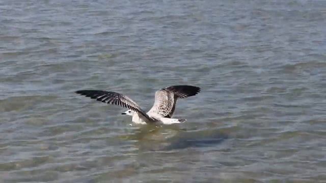 Море и чайки. Релакс смотреть онлайн