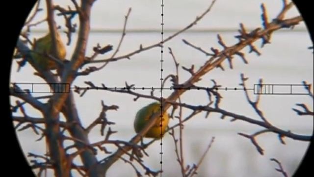 Груша смотреть онлайн