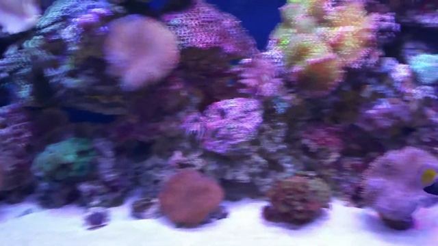 Sailfin tang reef aquarium fish tank смотреть онлайн