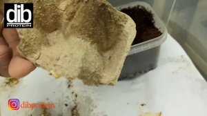 Инкубация сверчковых яиц. Сверчковая пыль.