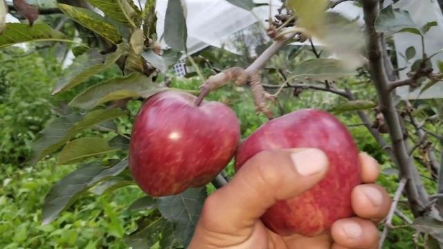 #Red #cheif#apple_variety #appleorchard #applegrower #Shipu vlogs смотреть онлайн