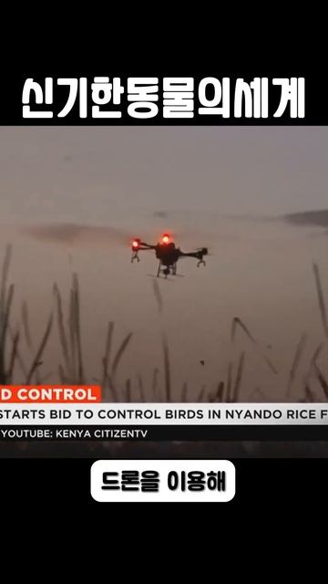 아프리카의 깃털 달린 메뚜기 퇴치법? "홍엽조 퇴치법" смотреть онлайн