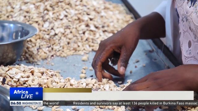 Nigeria targets US$500 million from cashews exports in 2023 смотреть онлайн