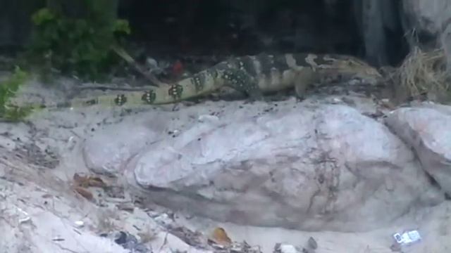на острове в Тайланде и встретили варанов смотреть онлайн