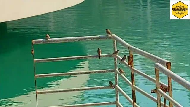 Lagoon park bahrain |Amwaj island |day and night view of lagoon park смотреть онлайн