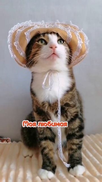 Коллекция шапок | Смешные коты - Котомафия | #смешныекоты #мяу #мило смотреть онлайн