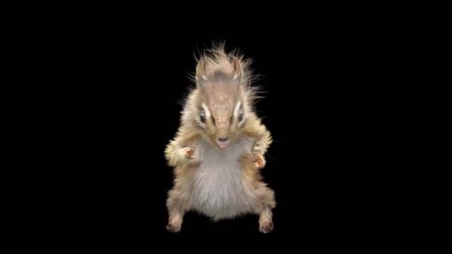 🎶CHIPMUNKS - NEVER GONNA GIVE YOU UP | Rick Astley🎺 смотреть онлайн